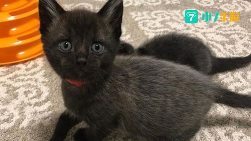 黑纹灰猫